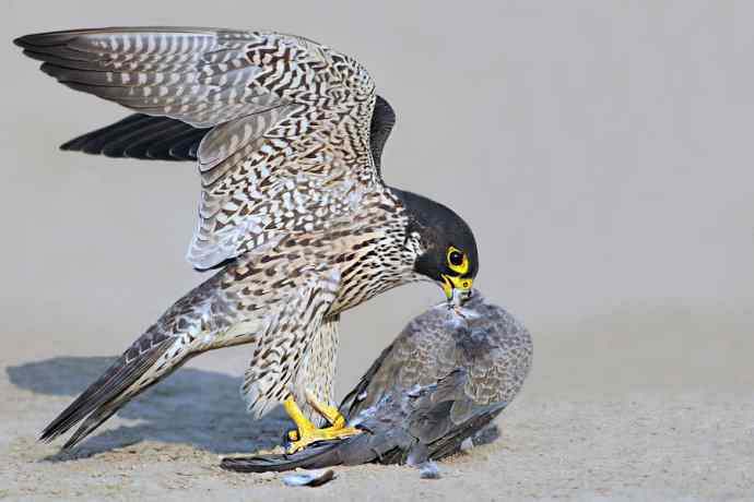游隼de饕餮盛宴
