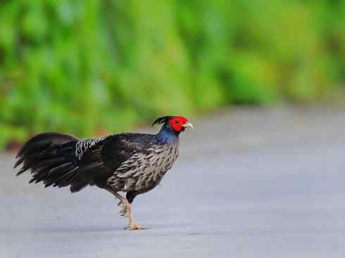 凤凰：传说中的鸟原型探秘（鹇）