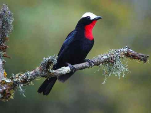 极品红色鸟类：玫红比蓝雀