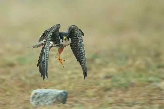 看图说隼（下）