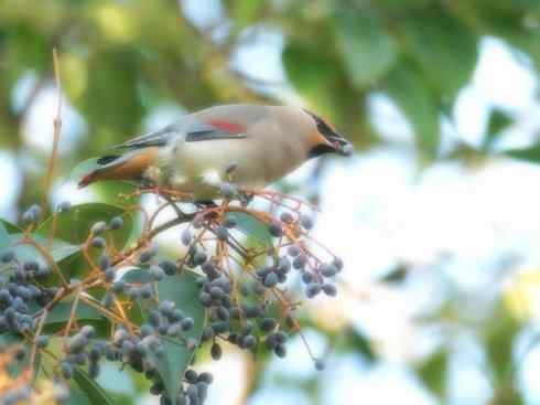 家禽驯化之源之二十