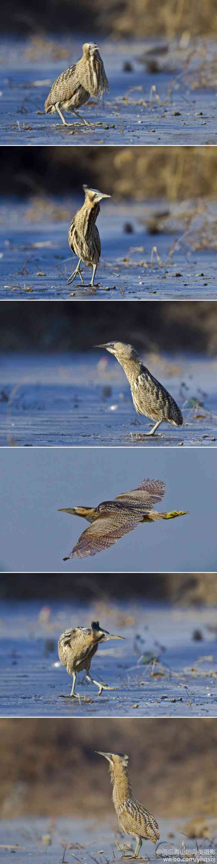 鬼子进村的大麻鳽