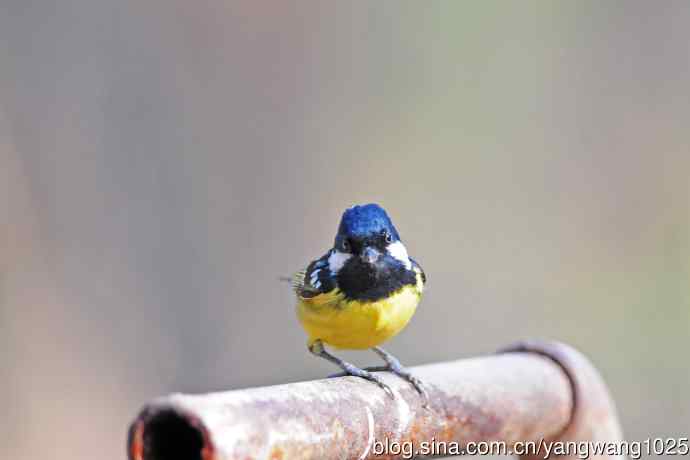 黄腹山雀（16）