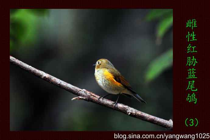 北京天坛公园的鸟类——雌性红胁蓝尾鸲（3）