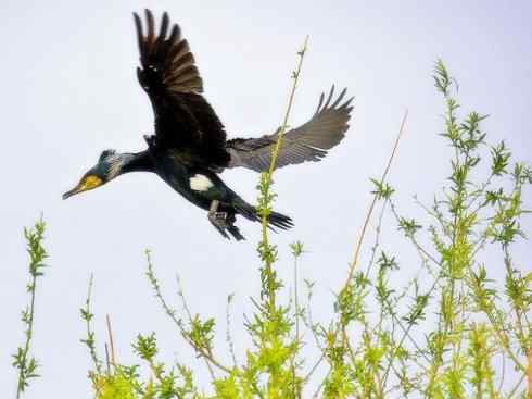 家禽驯化之源之四