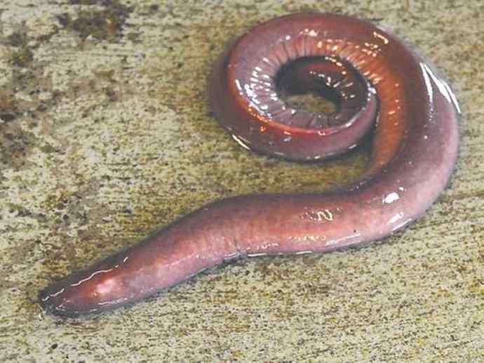 鱼类活化石：盲鳗