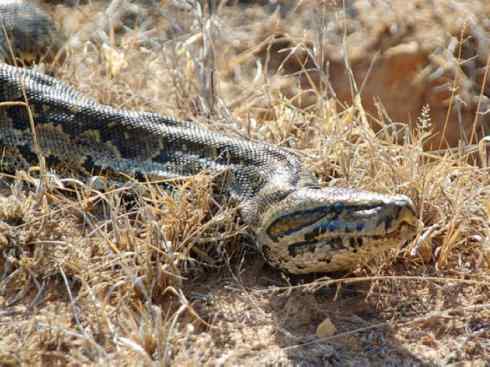龙：传说的兽原型探秘（蟒蛇类）