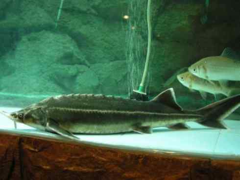 鱼类活化石:中华鲟 鱼类活化石:中华鲟