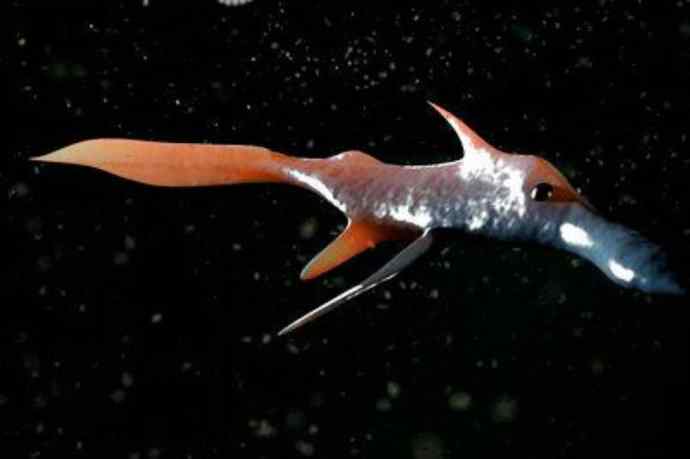 鱼类活化石：长吻银鲛