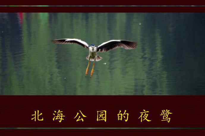 北京北海公园的鸟类——北海公园的夜鹭 4
