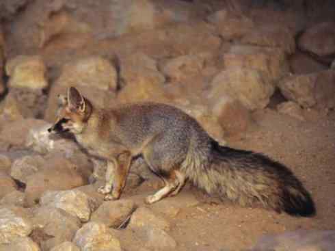 犬科：狐亚科狐属