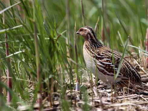 凤凰：传说的鸟原型探秘（鹌鹑）