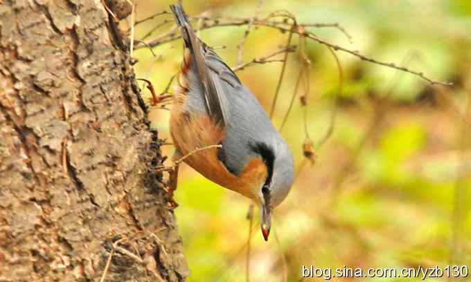 漂亮的跳跃精灵鈥斺斃醺锅[（组图）