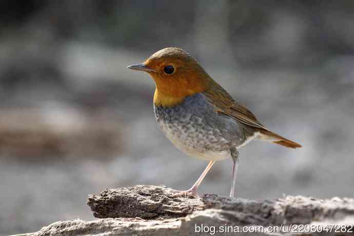 233.打鸟归来收获多多---(5)日本歌鸲 233.打鸟归来收获多多---(5)日本歌鸲