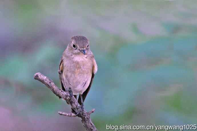 秋天的红喉姬鹟(1) 秋天的红喉姬鹟(1)