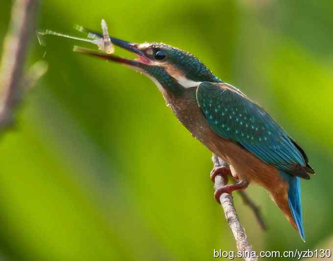 小翠吃虾（组图，16张图片）