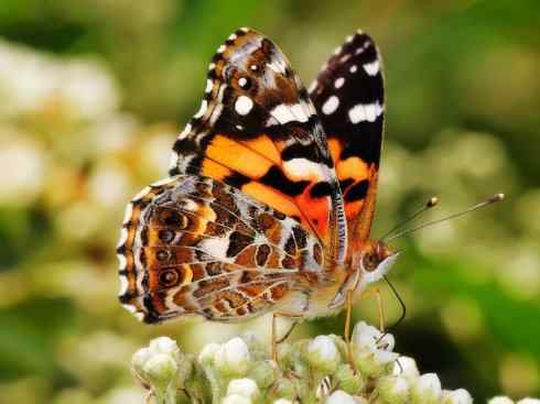 自然奇观：动物大迁徙(帝王蝶）
