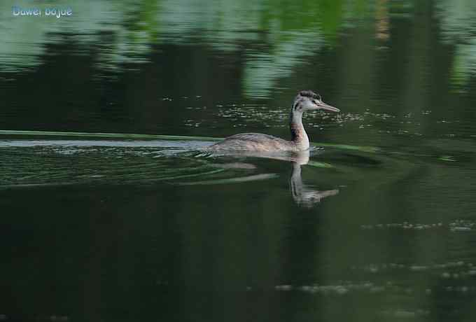 颐和园的凤头 颐和园的凤头