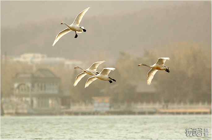  点击图片或使用键盘← →翻页