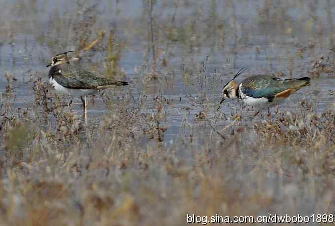 飞翔的凤头麦鸡