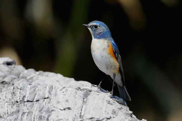 北植的红胁蓝尾鸲