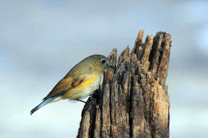 雌性红胁蓝尾鸲(24)