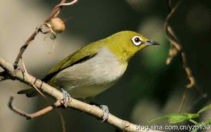 第一次遇到绣眼鸟（组图）