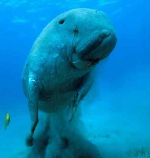 美人鱼：传说的兽原型探秘（儒艮）