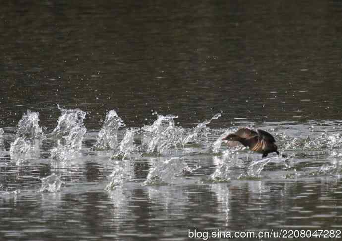 159.试用大白---家族