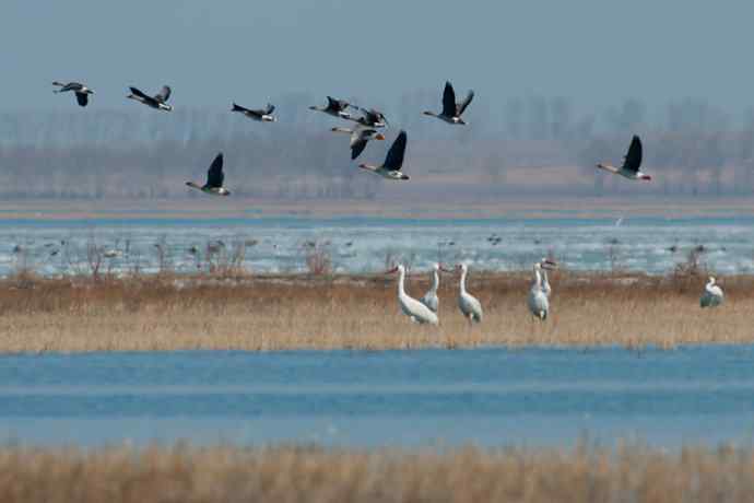 【新鸟】暮春观白鹤☆