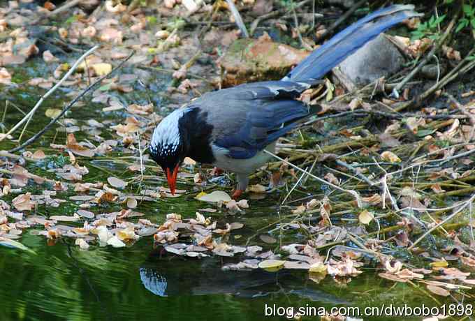 红嘴蓝鹊和它的宝宝