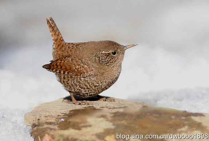 赤颈鸫和小鹪鹩