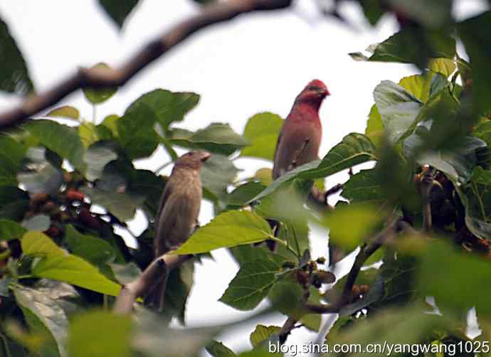 朱雀（记录版）