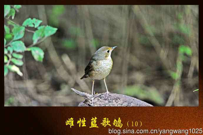 北京天坛公园的鸟类——雌性蓝歌鸲(10)