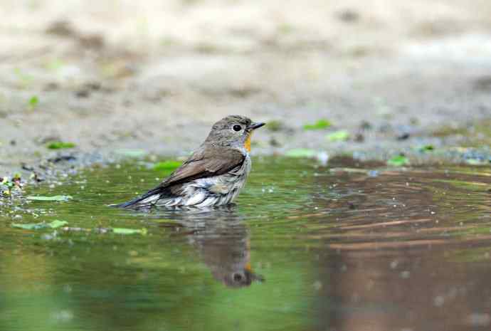 浴(红喉姬鹟) 浴(红喉姬鹟)