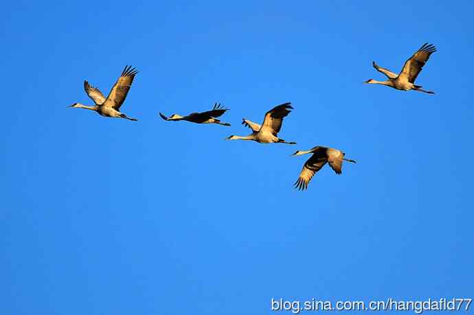 美国鸟类摄影——沙丘鹤（13）