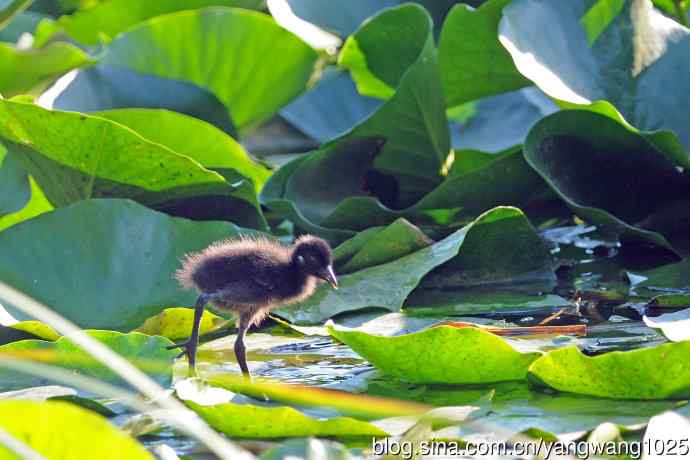 白胸苦恶鸟宝宝出窝了（2）