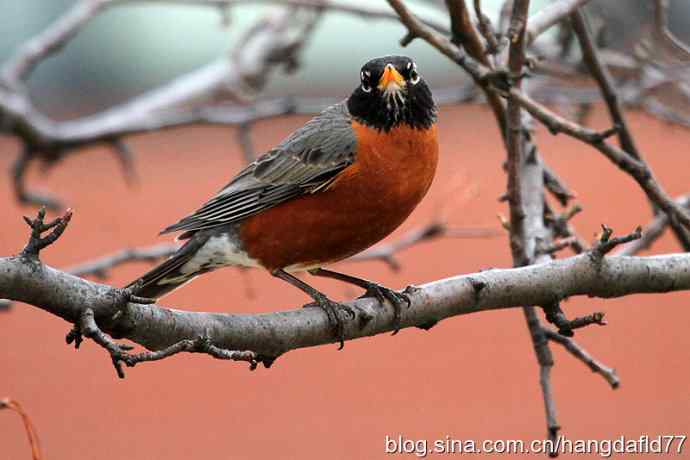北美知更鸟(2) 北美知更鸟(2)