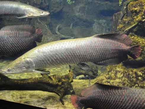 鱼类活化石：巨骨舌鱼