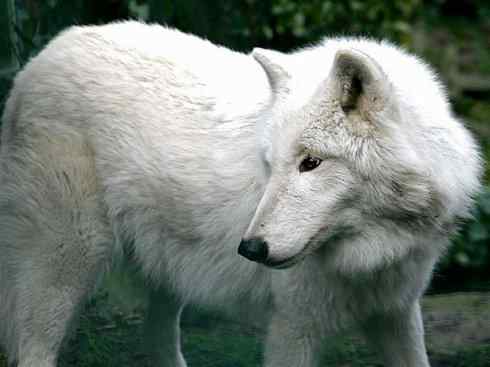 犬科：犬亚科犬属之灰狼