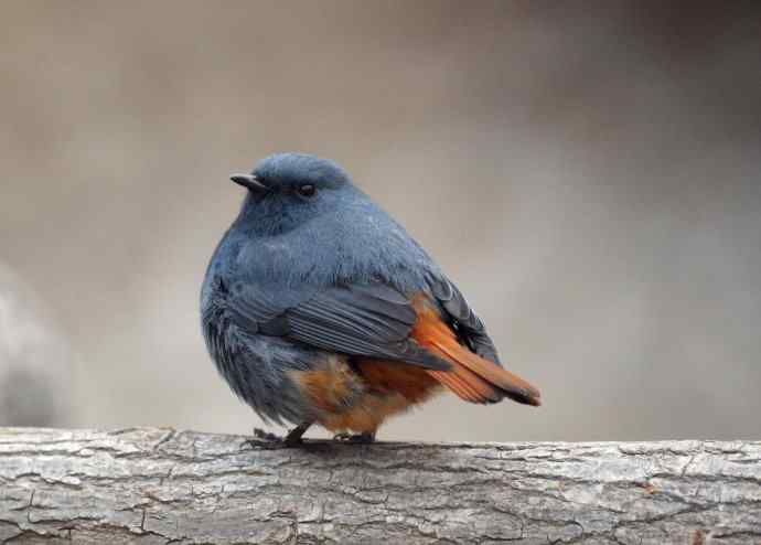 圆滚滚的红尾水鸲