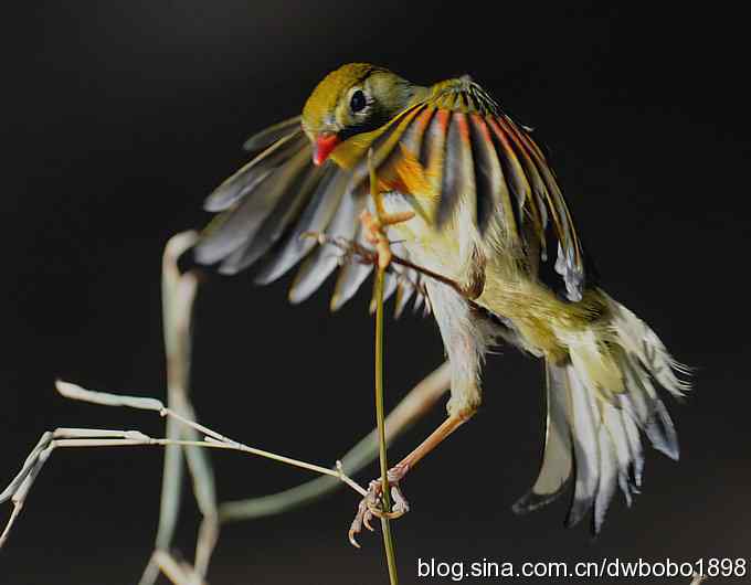 相思趣拍-贺三八国际妇女节