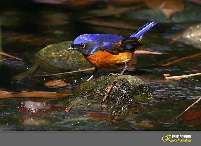 棕腹仙鹟的沐浴秀【实拍】