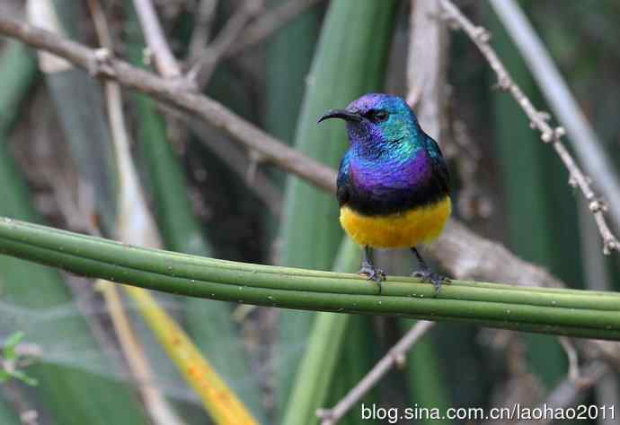 非洲肯尼亚鸟类摄影——花蜜鸟