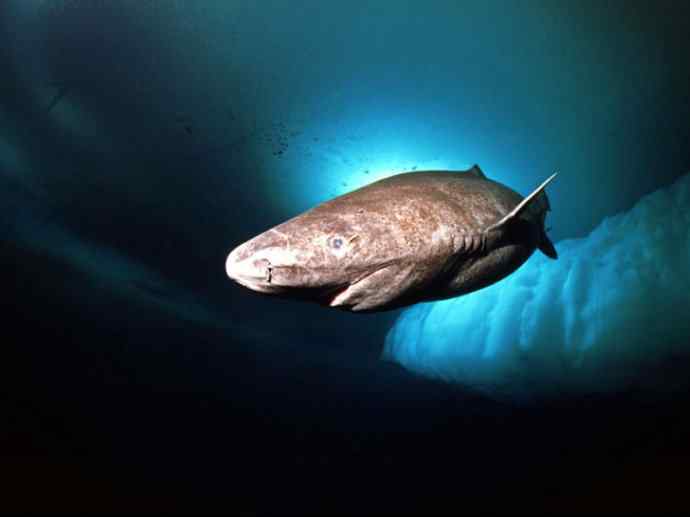 鱼类活化石：皱鳃鲨