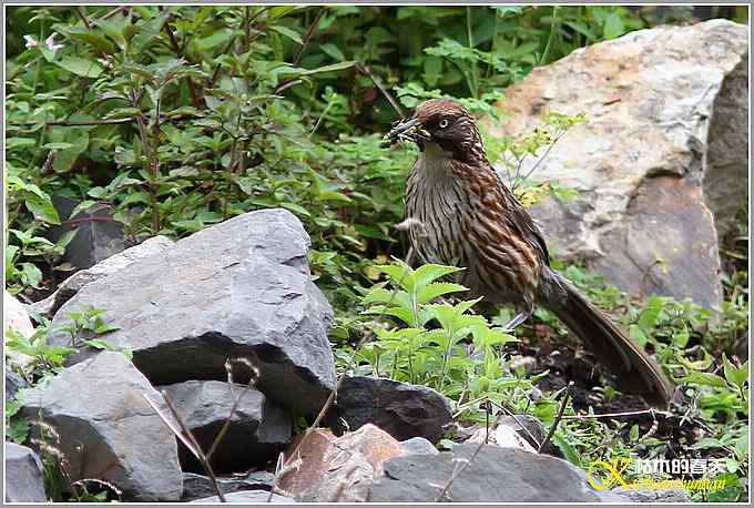 记录高原山鹑&bull;矛纹草鹛&bull;栗腹矶鸫【照片】