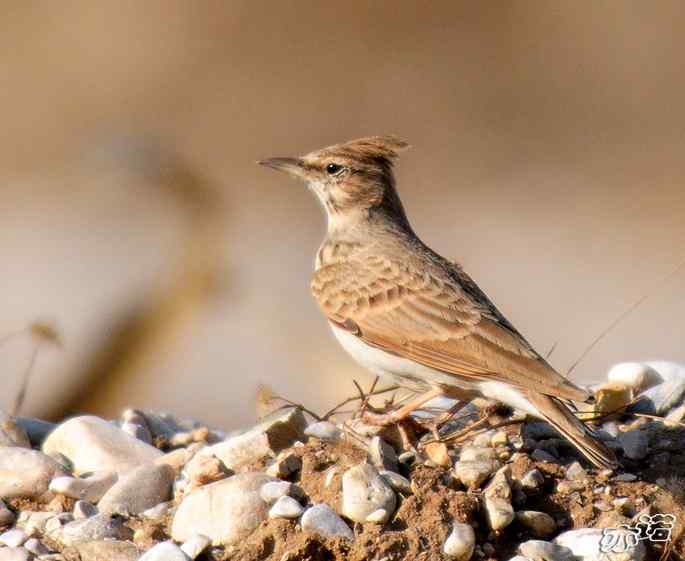 官厅水库&nbsp;wbr路&nbsp;wbr凤头百灵和短趾百灵