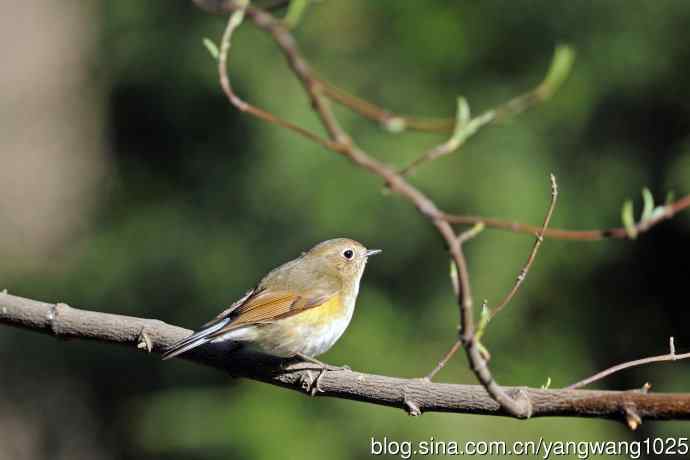 早餐中的雌性红胁蓝尾鸲