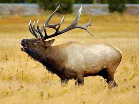 麒麟:传说的兽原型探秘(梅花鹿) 麒麟:传说的兽原型探秘(梅花鹿)