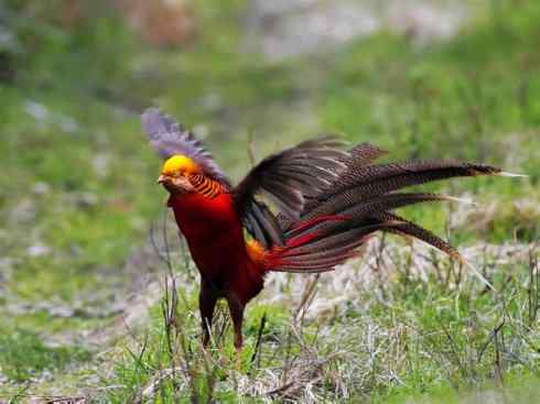 凤凰：传说中的鸟原型探秘（锦鸡）